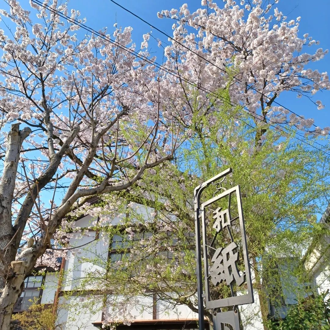 和紙文庫の桜が満開です。昨日の雨風を乗り越え青空の下、駐車場の桜が咲いています。同時に白蓮、あけびなど春の花が次々に咲いています。暖かな春を感じにおこしくださいませ。#桜#花見#木蓮#白蓮 #あけび #春 #和紙文庫#和紙 #満開